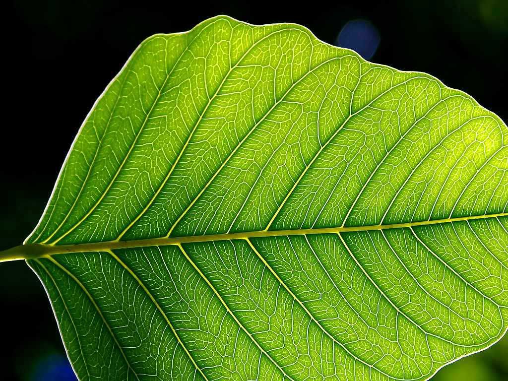 เส้นใบ (Leaf Venation) ที่มองเห็นด้วยตาเปล่า