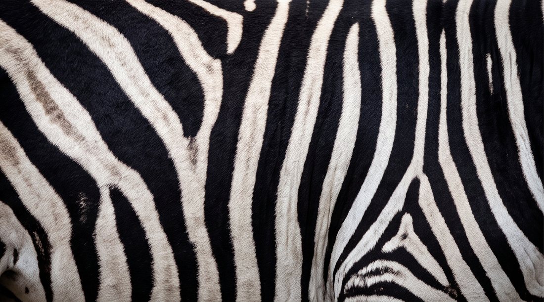 Close-up of a zebra's black and white stripes