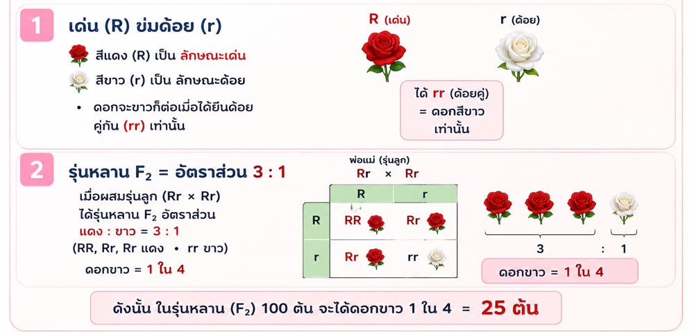 เฉลย: กุหลาบแดง × ขาว รุ่นหลาน F2 = แดง:ขาว 3:1 · ดอกขาว 1/4 × 100 = 25 ต้น