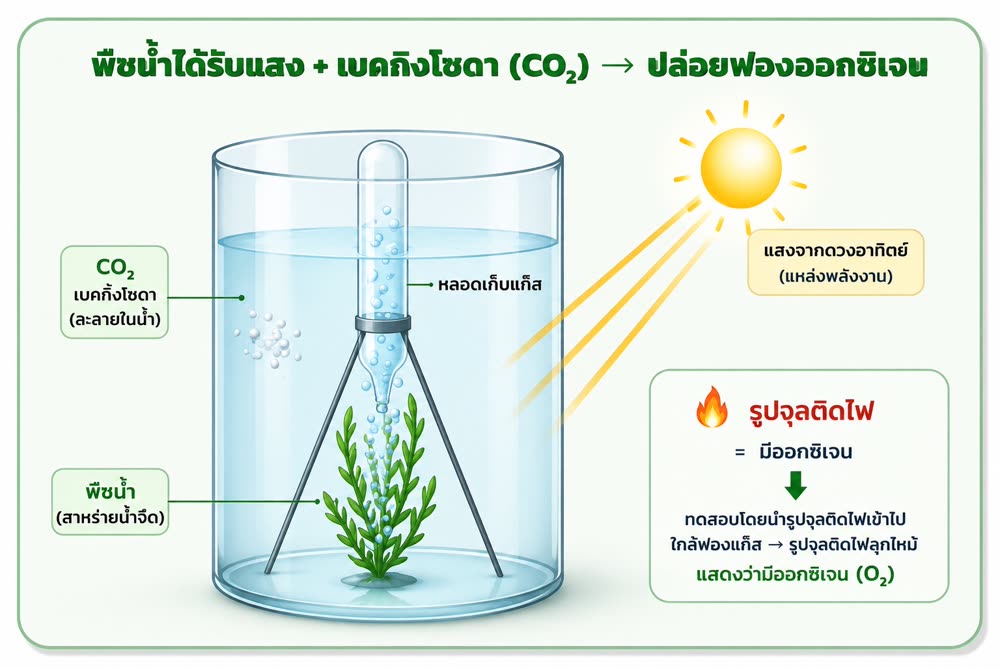 พืชน้ำได้รับแสง + เบคกิงโซดา (CO₂) → ปล่อยฟองออกซิเจน (ทดสอบ O₂ ด้วยรูปจุลติดไฟ)