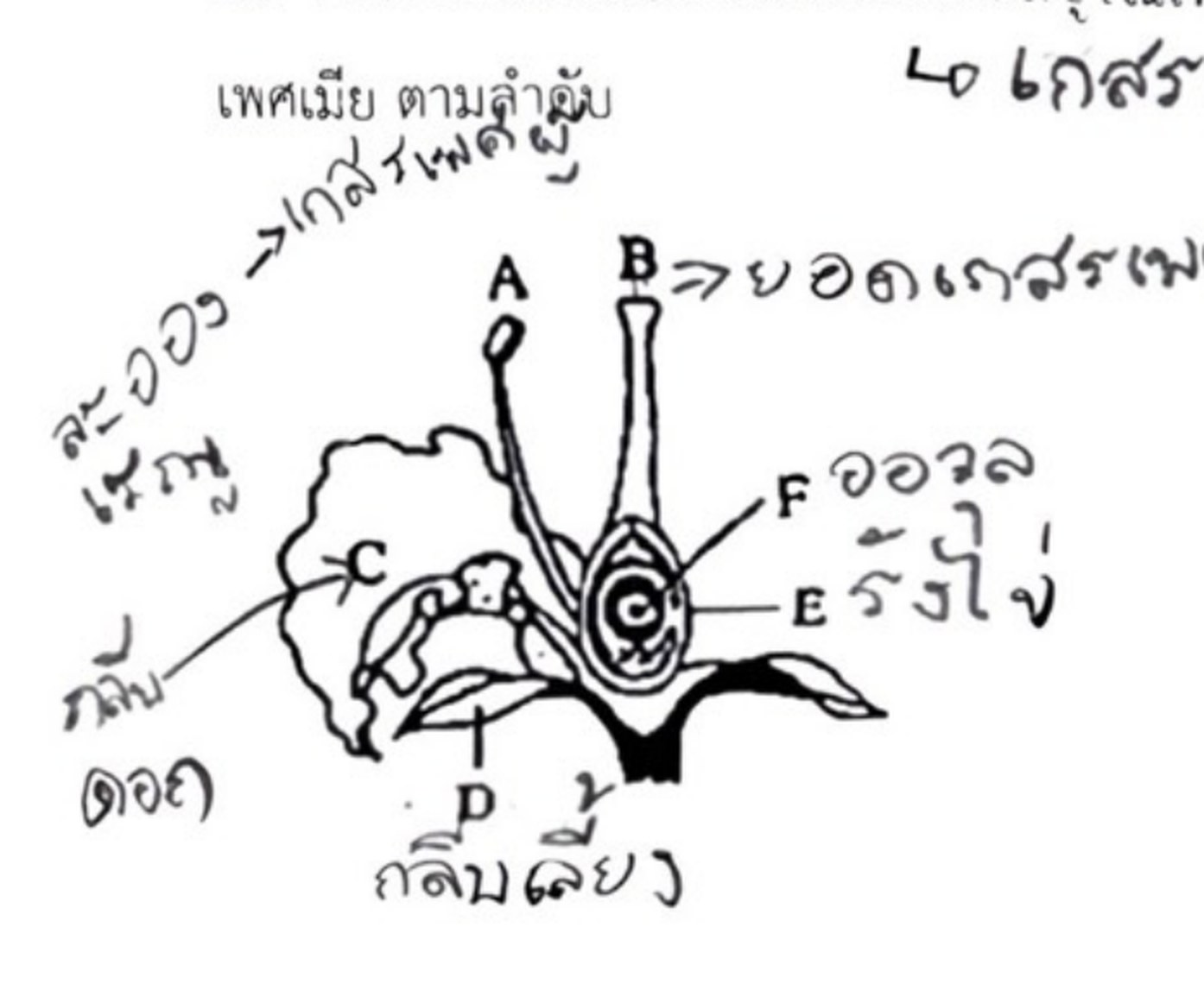 ภาพดอกไม้ผ่าครึ่งติดป้าย A-F